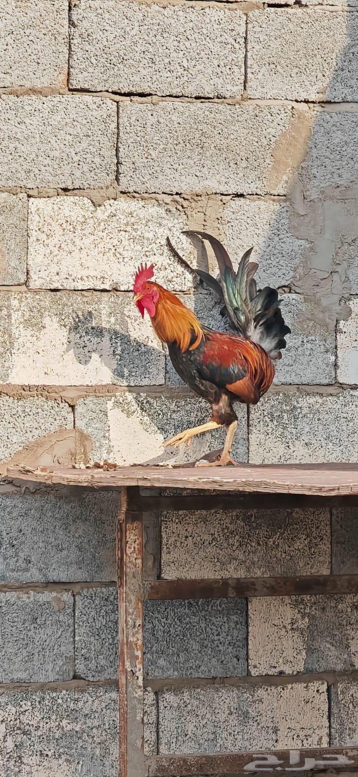 ديوك فري و شوكي64595193435009113