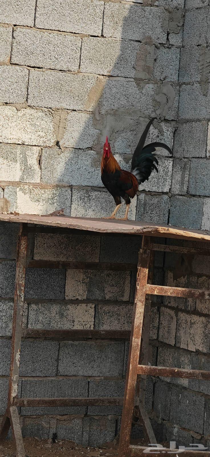 ديوك فري و شوكي64595193435009114