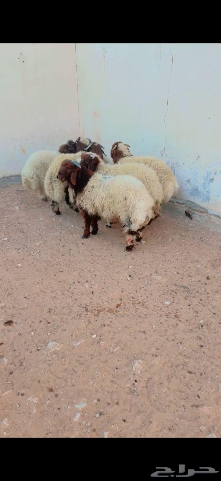 ذبايح نعيم الرياض حي الشفاء أي مكان نوصل في ذبح باقي 4فقط64607557662593110