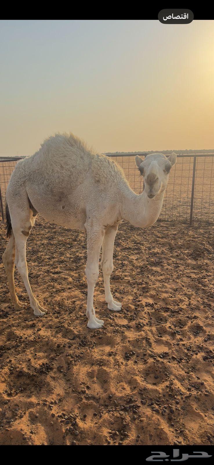 للبيع قعود64614036338179111