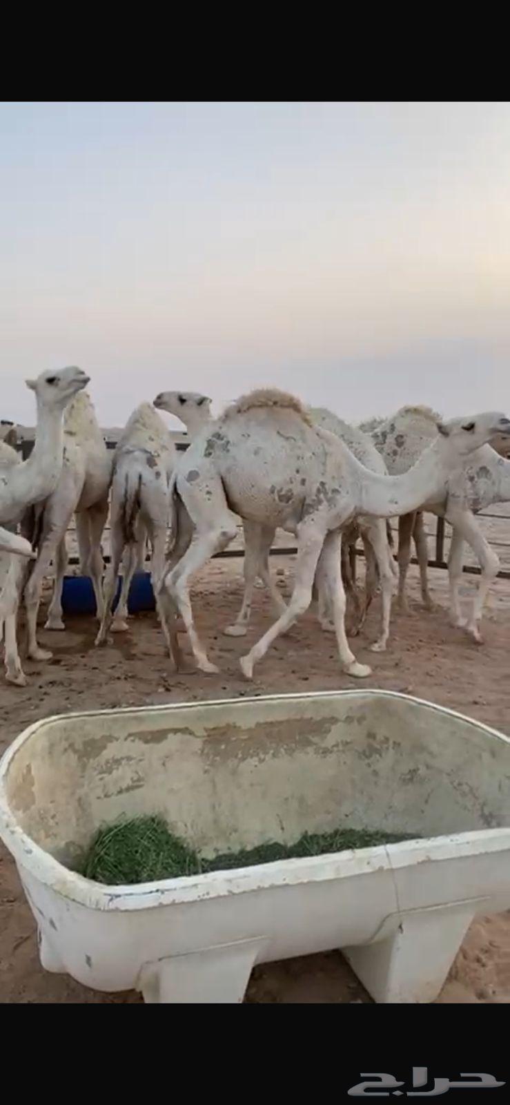 حشو للبيع قعدان64613581795201110