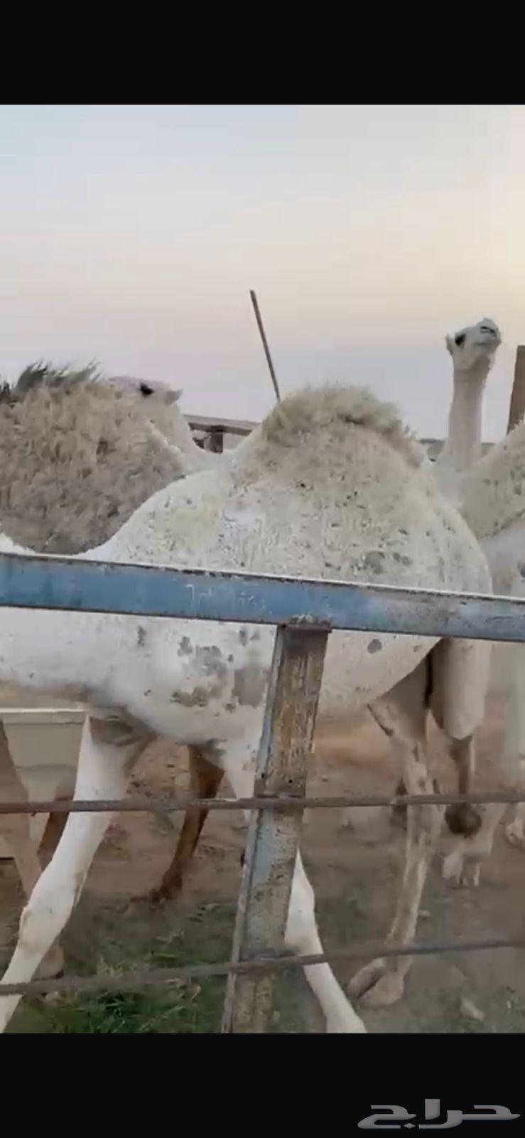 حشو للبيع قعدان64613581795201111