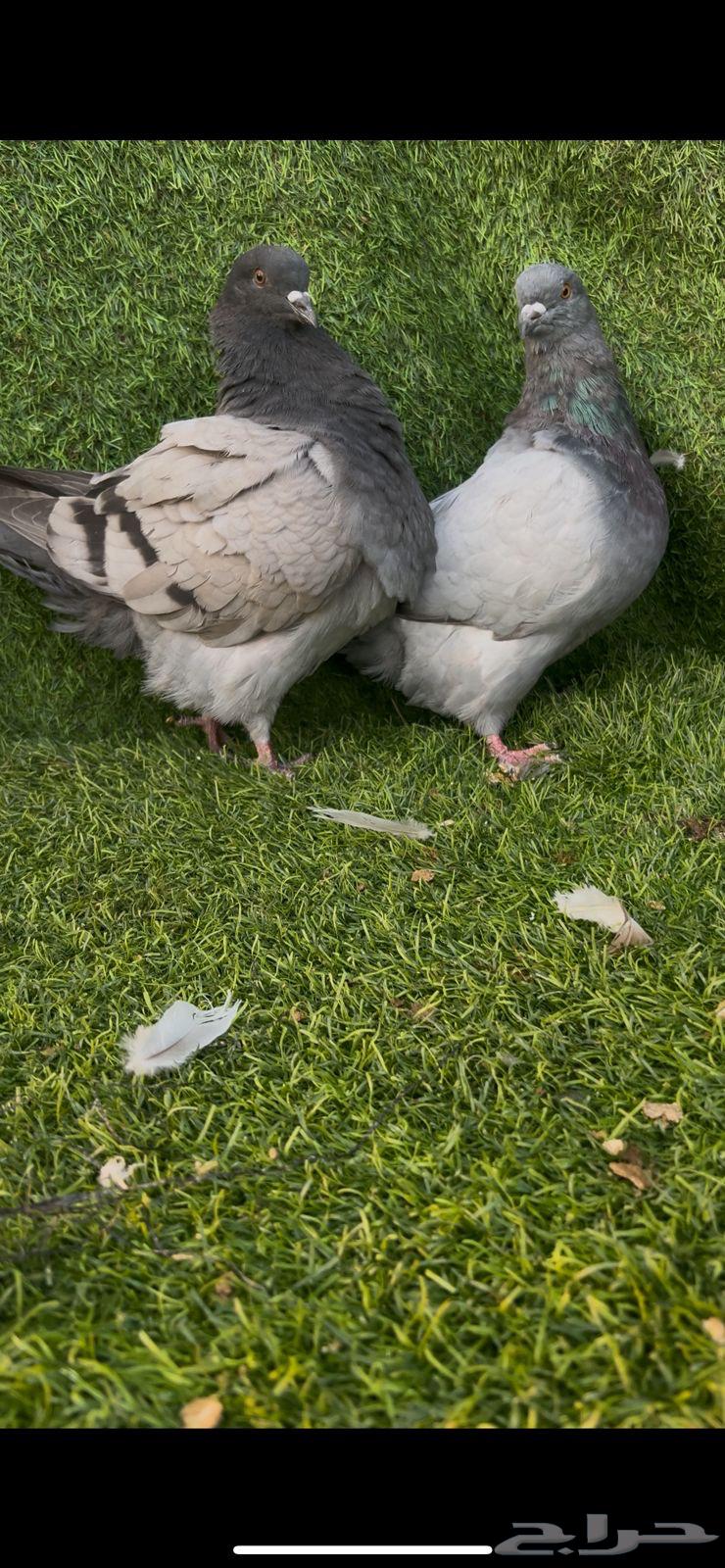 طبه فرش64615534580226111