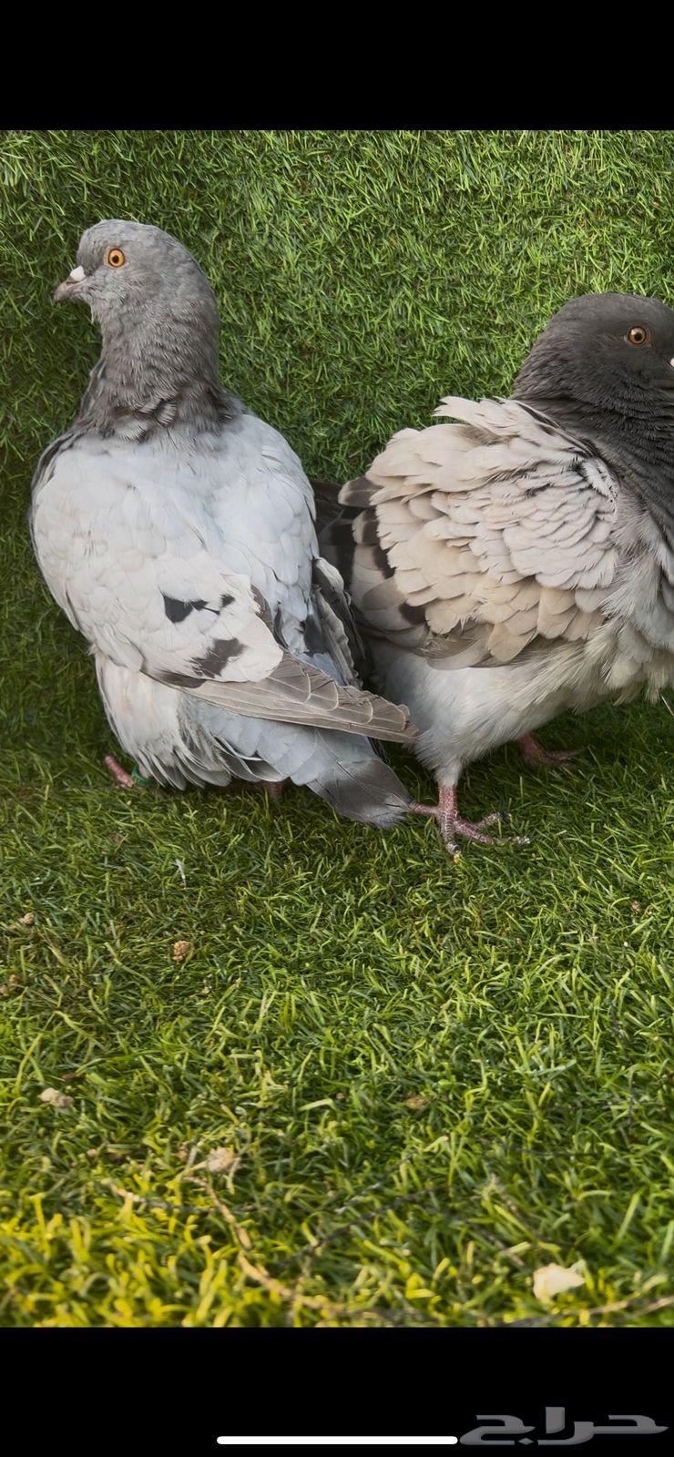 طبه فرش64615534580226112