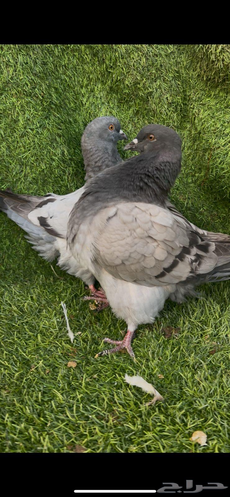 طبه فرش64615534580226110