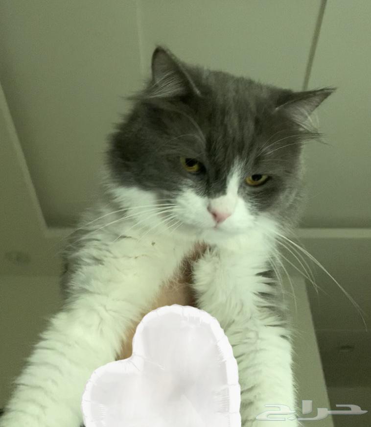 قط بيت اليف ولعوب للبيع64606160957313113