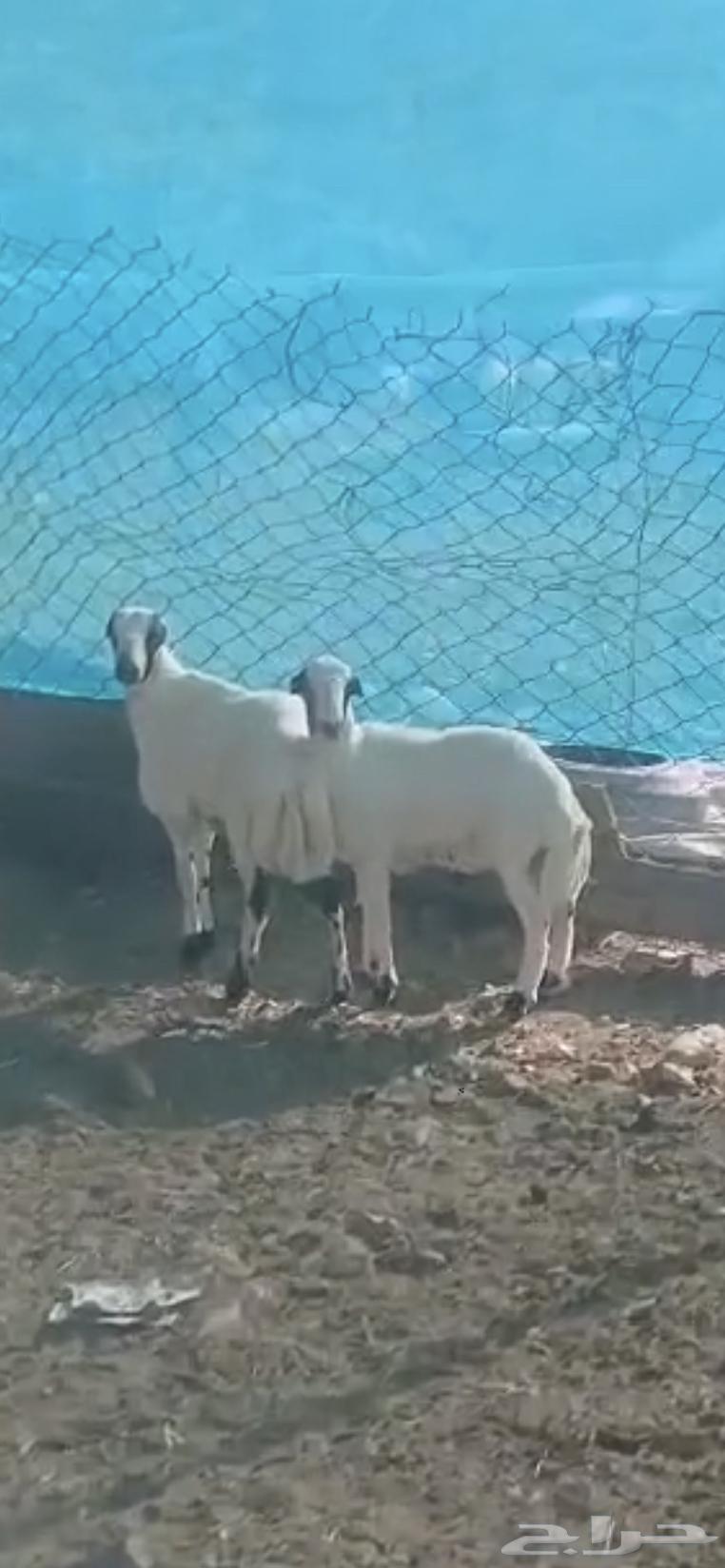 طليان رفيدي تبلد عندي مقفله شحم 3شهور64613141465474113