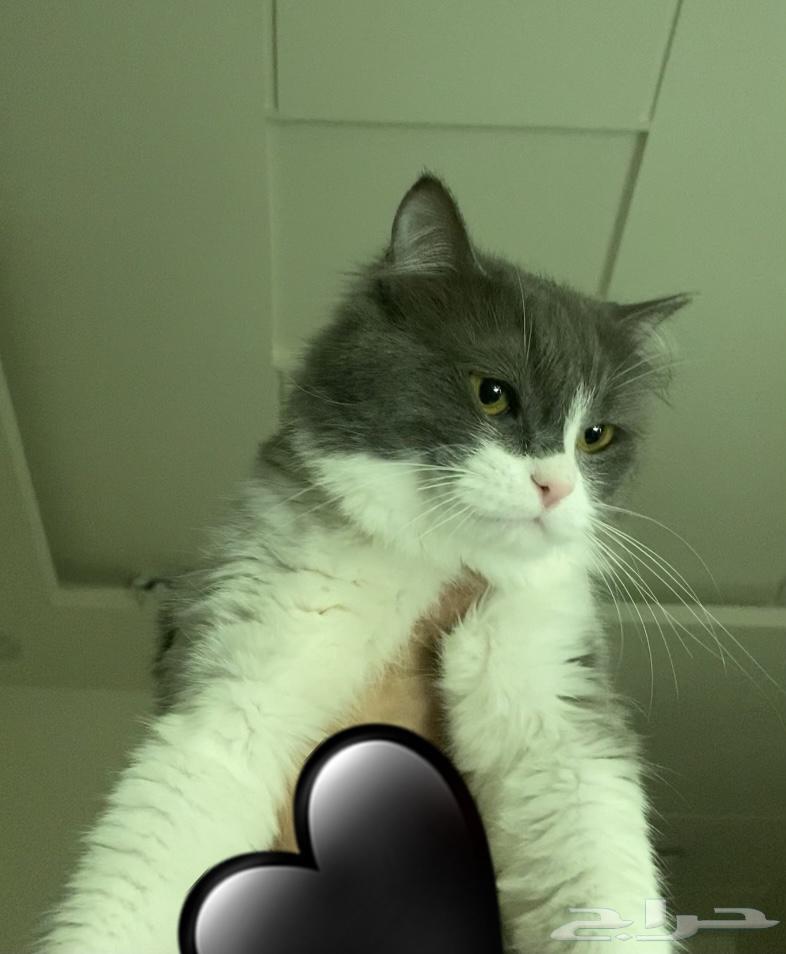 قط بيت اليف ولعوب للبيع64606160957313112