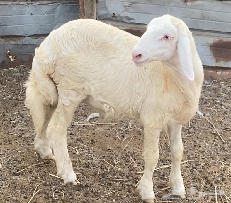 خروف حري للبيع64612530561026114