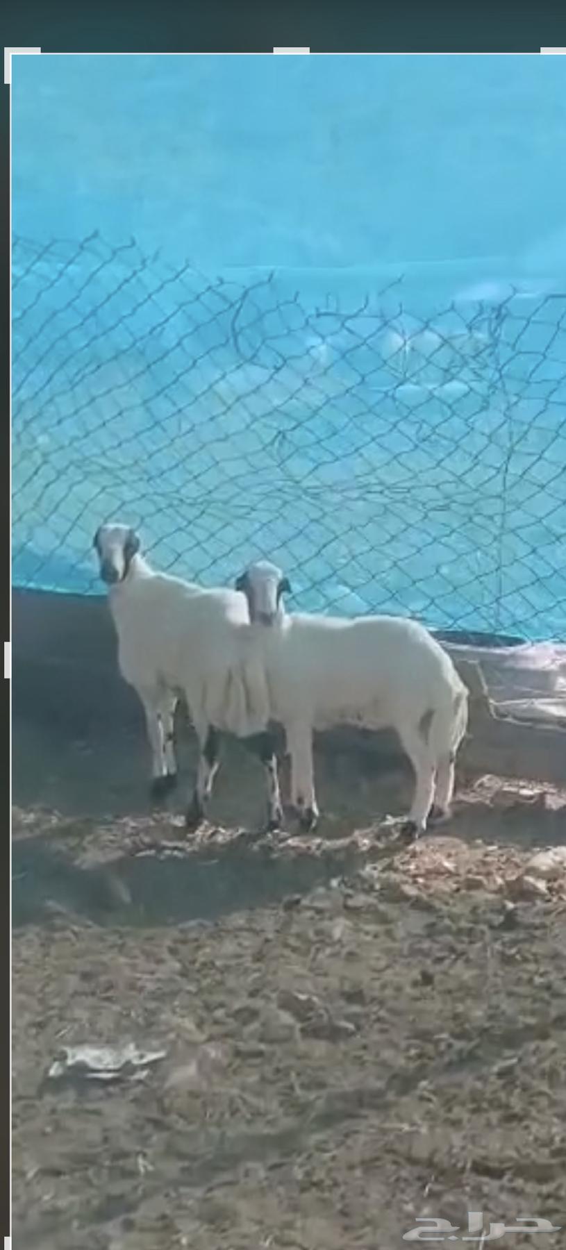 طليان رفيدي تبلد عندي مقفله شحم 3شهور64613141465474110