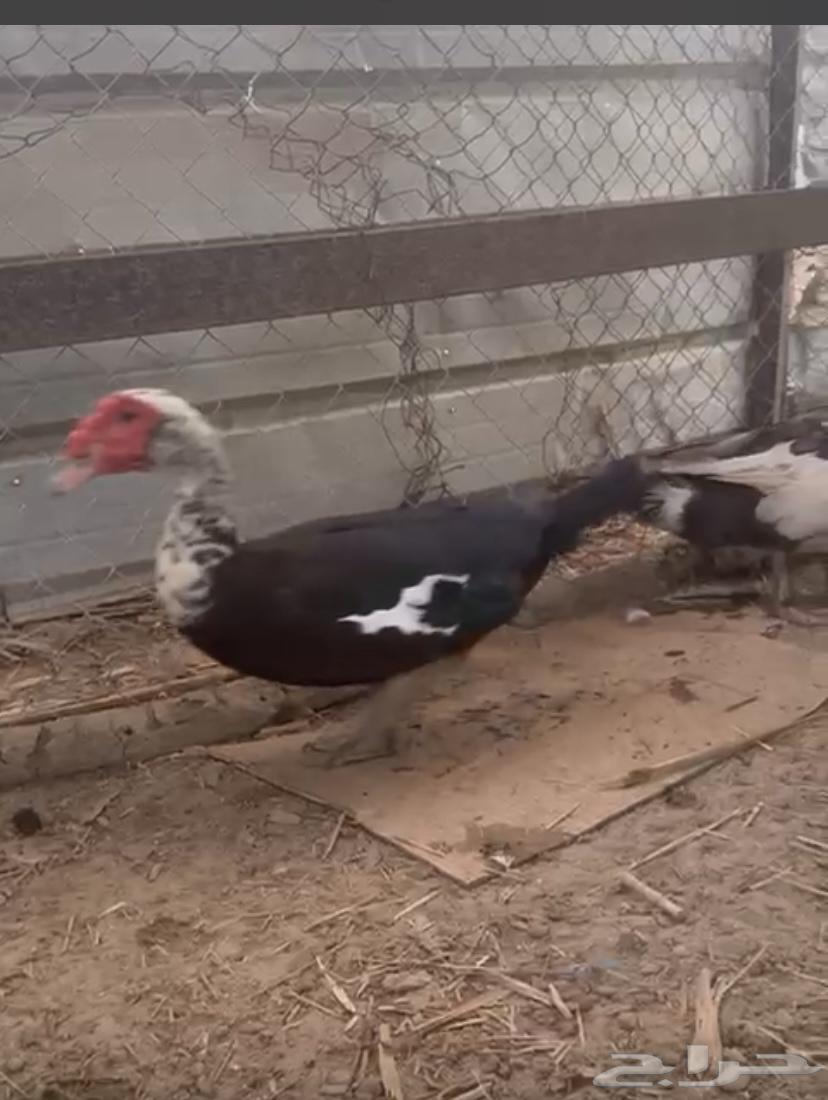 Al-Qunfudhah Al-Qawz64613018803586112