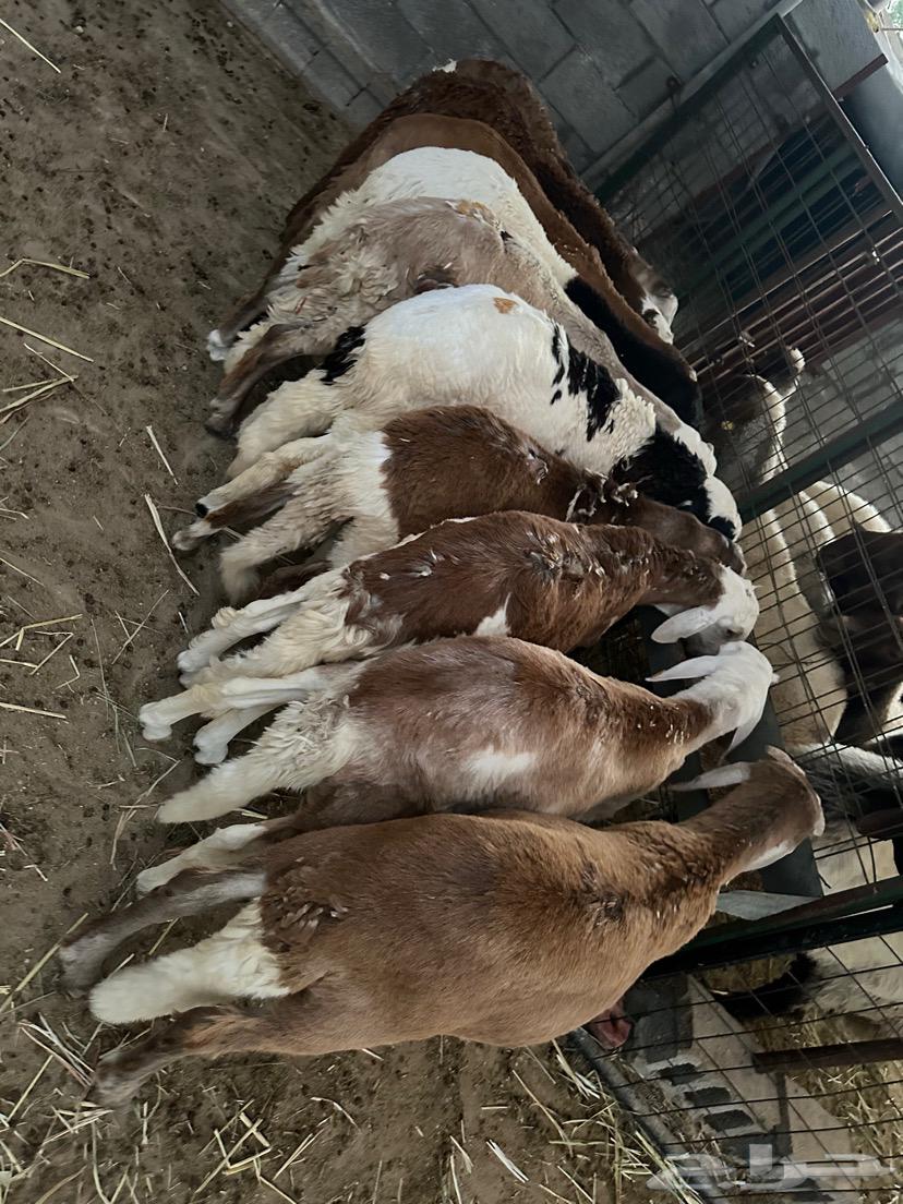Selling Najdi sheep64608733559297111