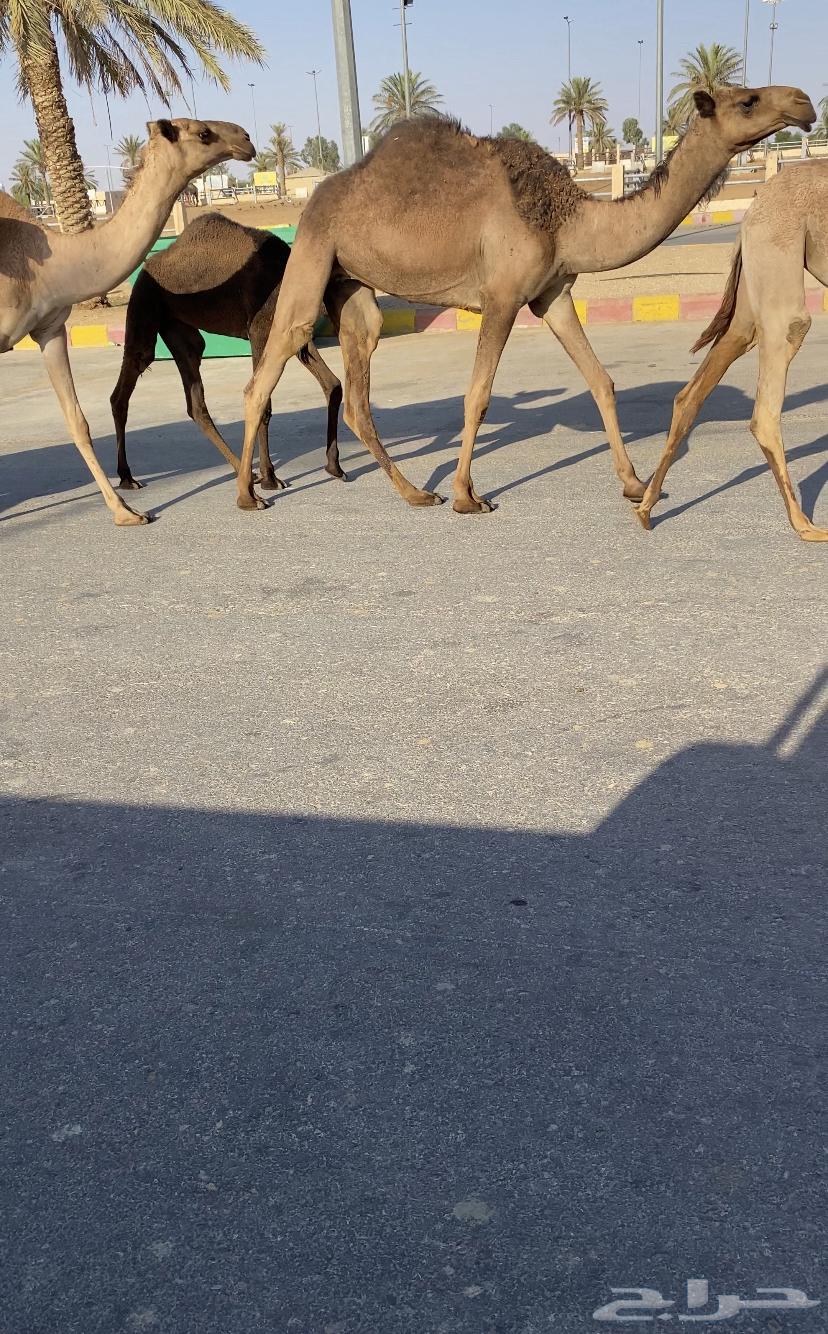 للبيع 5 بكار صفر بداوه كفوو (تم البيع)64615337558017112