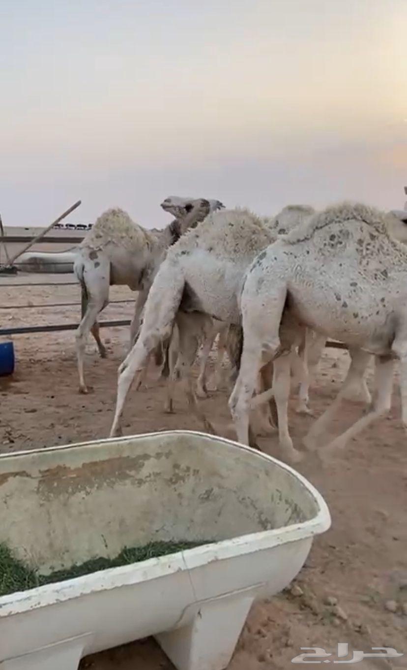 حشو للبيع قعدان64613581795201112