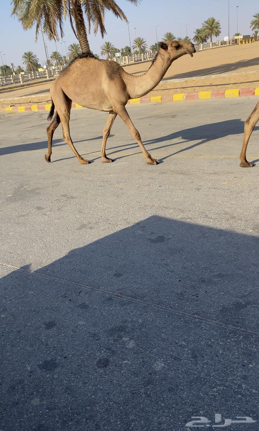 للبيع 5 بكار صفر بداوه كفوو (تم البيع)64615337558017114