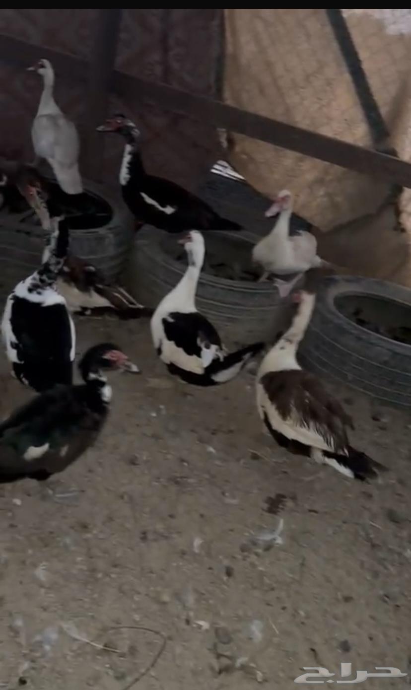 Al-Qunfudhah Al-Qawz64613018803586111