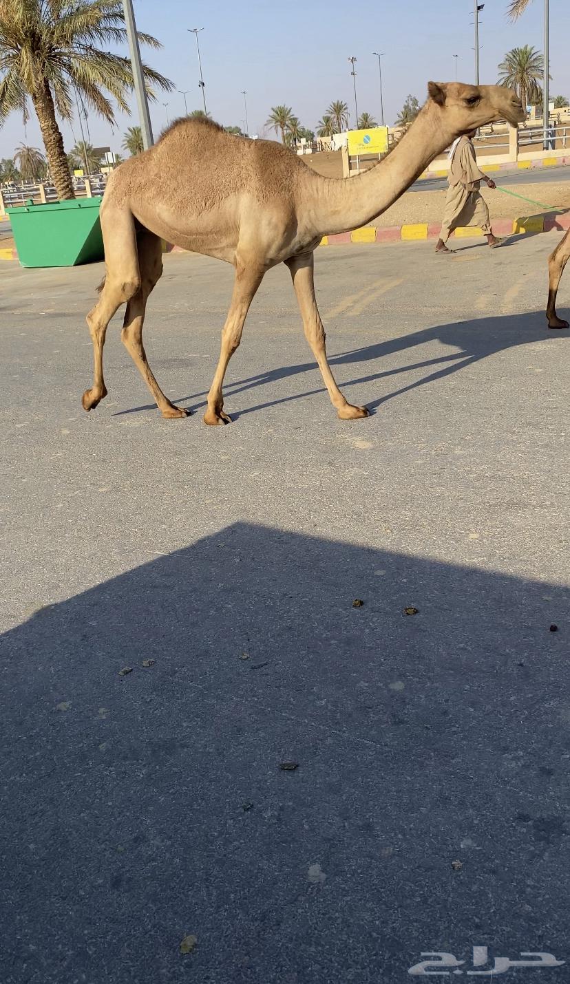 للبيع 5 بكار صفر بداوه كفوو (تم البيع)64615337558017113