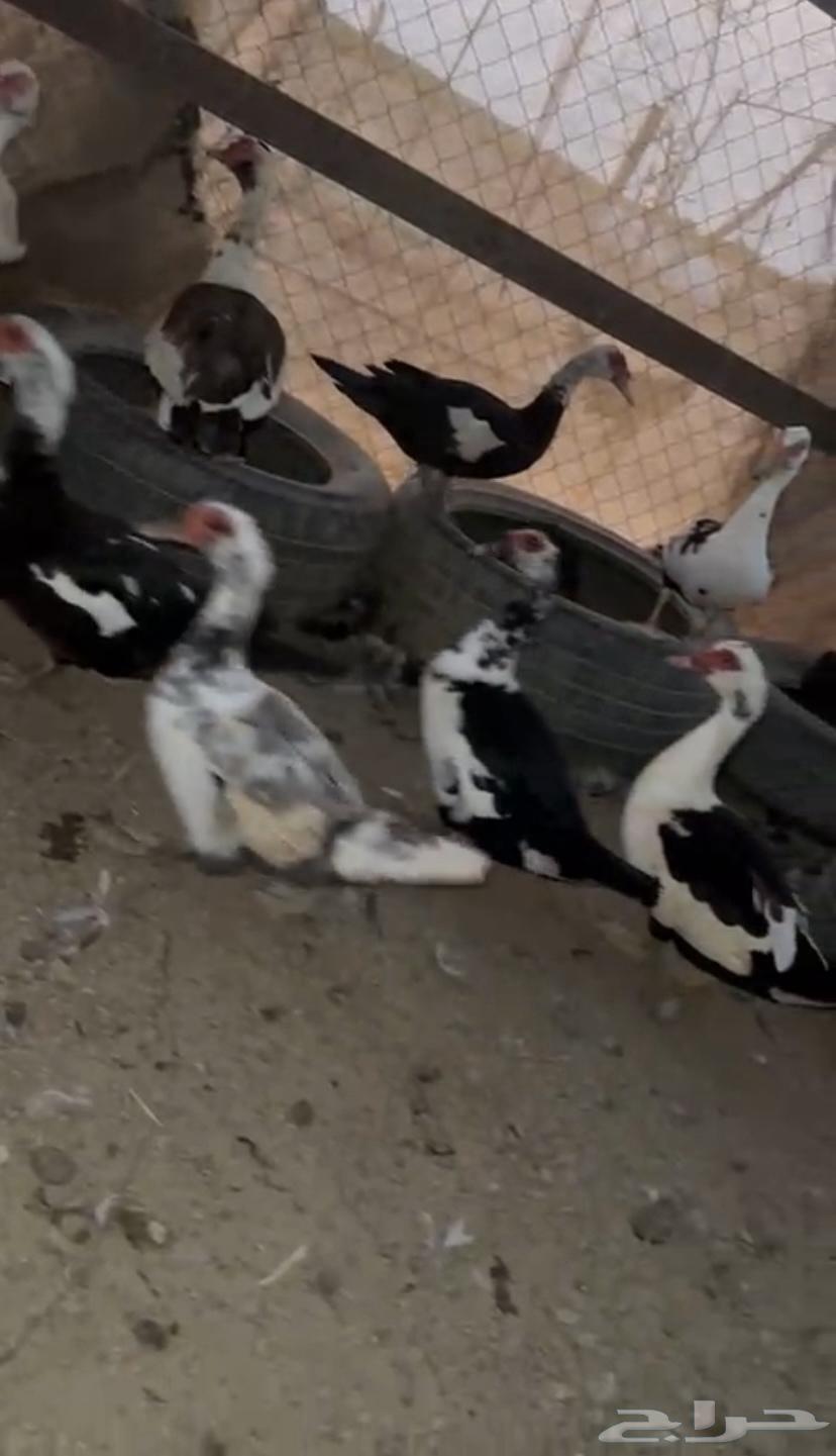 Al-Qunfudhah Al-Qawz64613018803586110