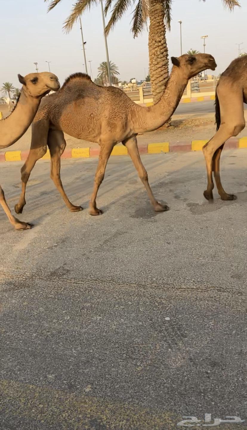 للبيع 5 بكار صفر بداوه كفوو (تم البيع)64615337558017111