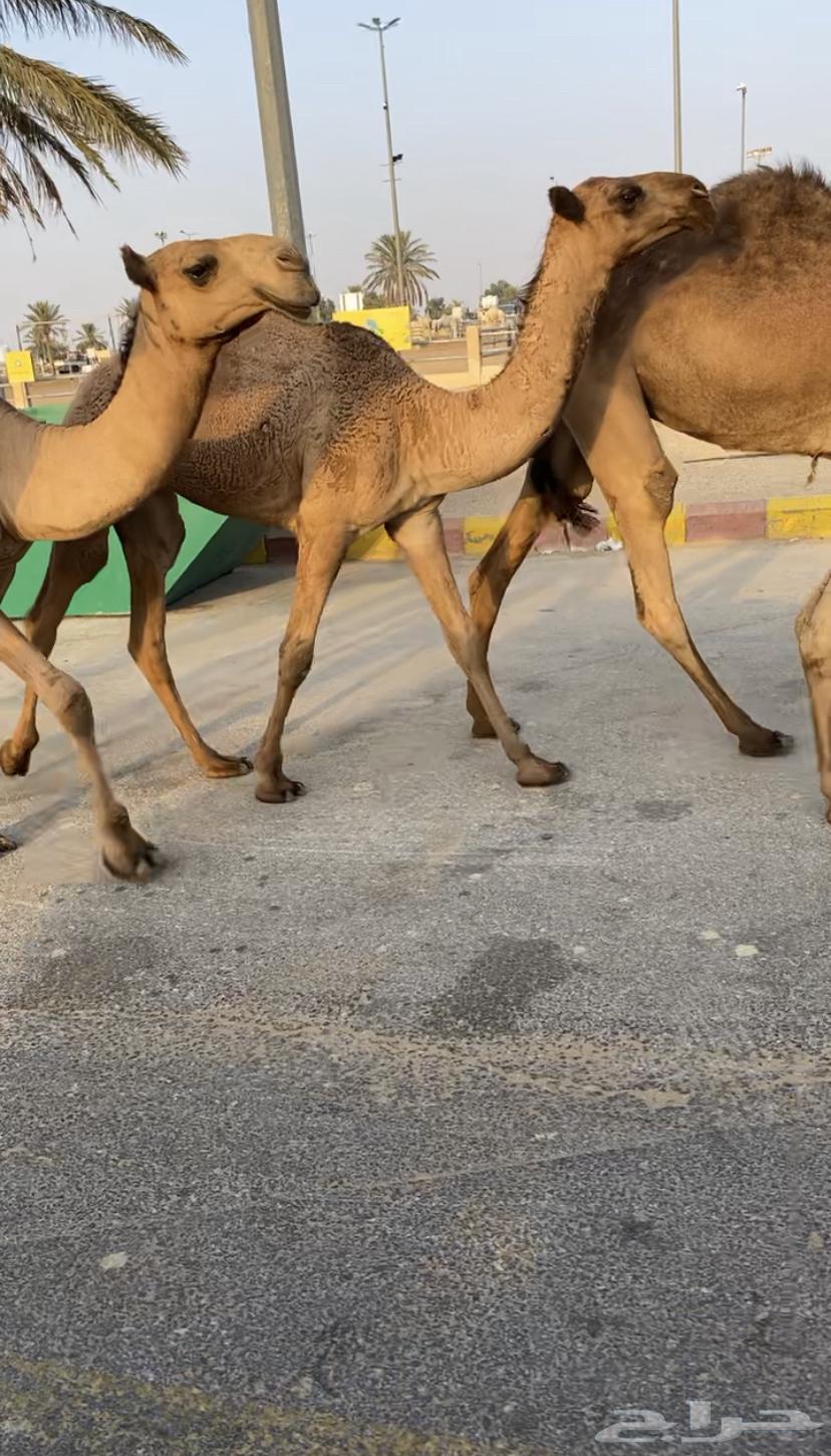 للبيع 5 بكار صفر بداوه كفوو (تم البيع)64615337558017110