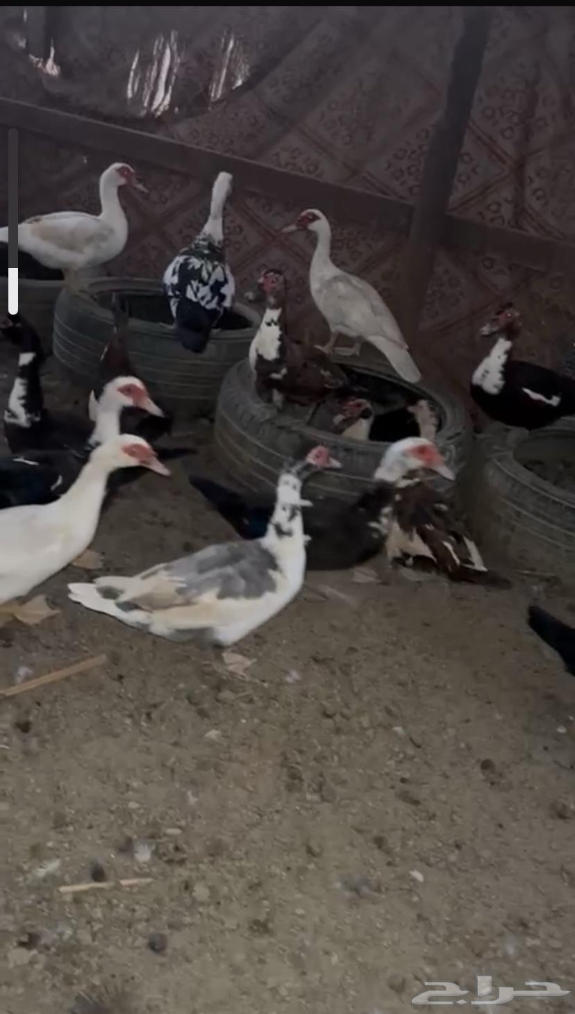 Al-Qunfudhah Al-Qawz64613018803586114