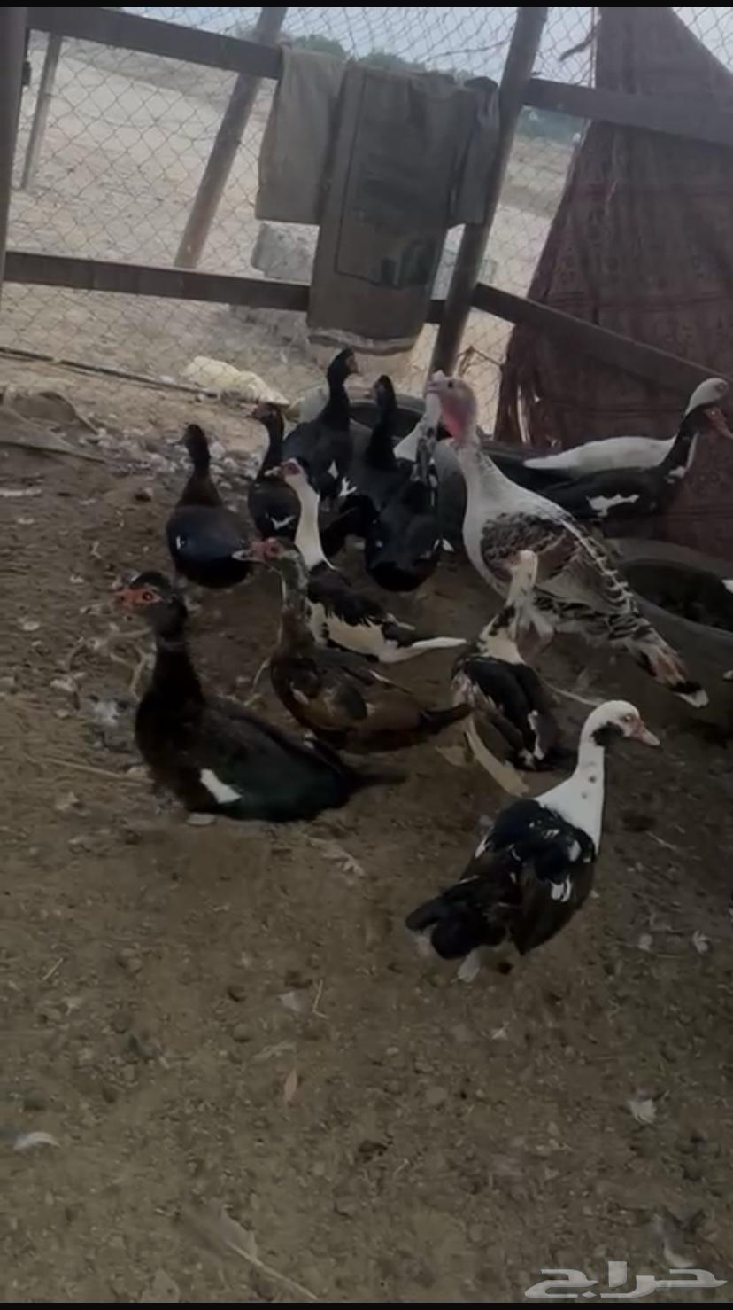 Al-Qunfudhah Al-Qawz64613018803586113