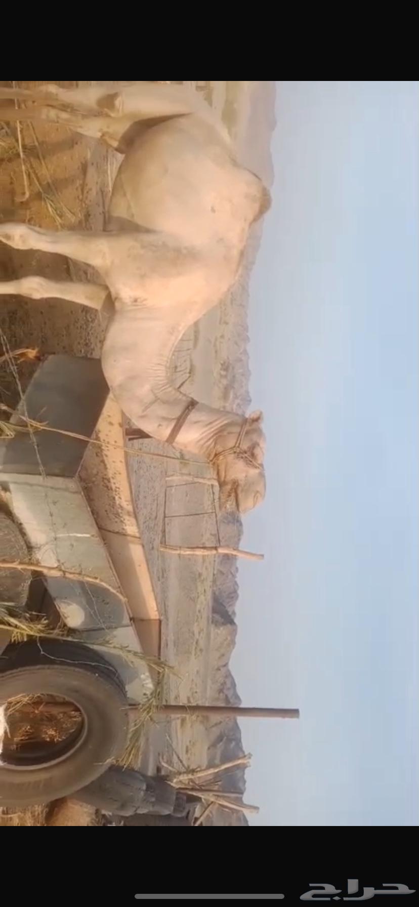 ركبي للبيع64613950003586111