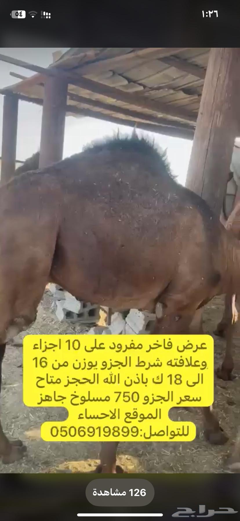 Mafroud64609548342274110