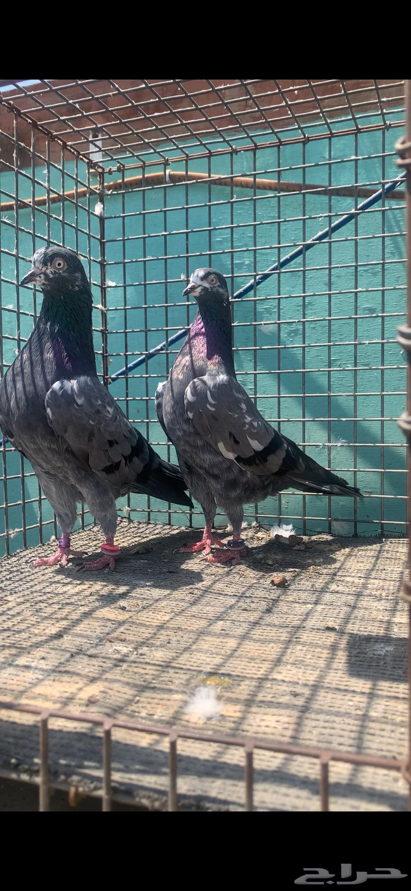 للبيع حمام تيدي شينا64609548326657114