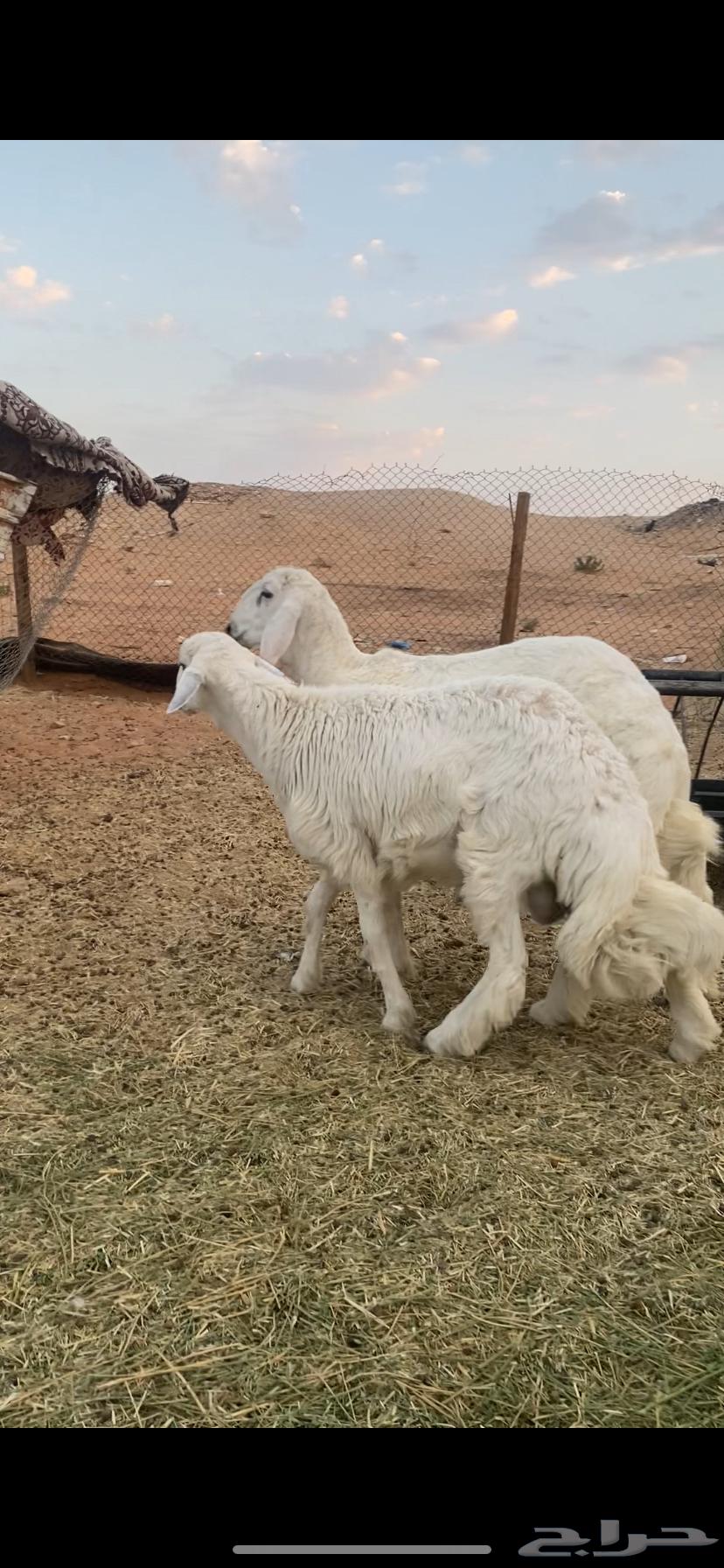 خرفان حريات 7 شهور فل الفل64612017192705114