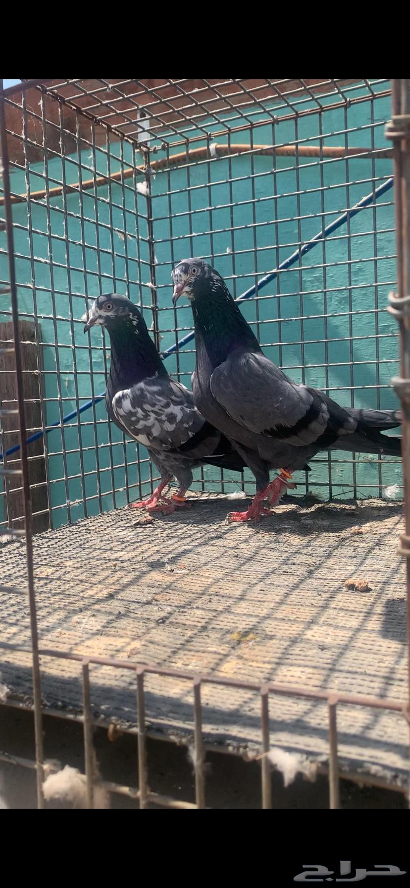 للبيع حمام تيدي شينا64609548326657112