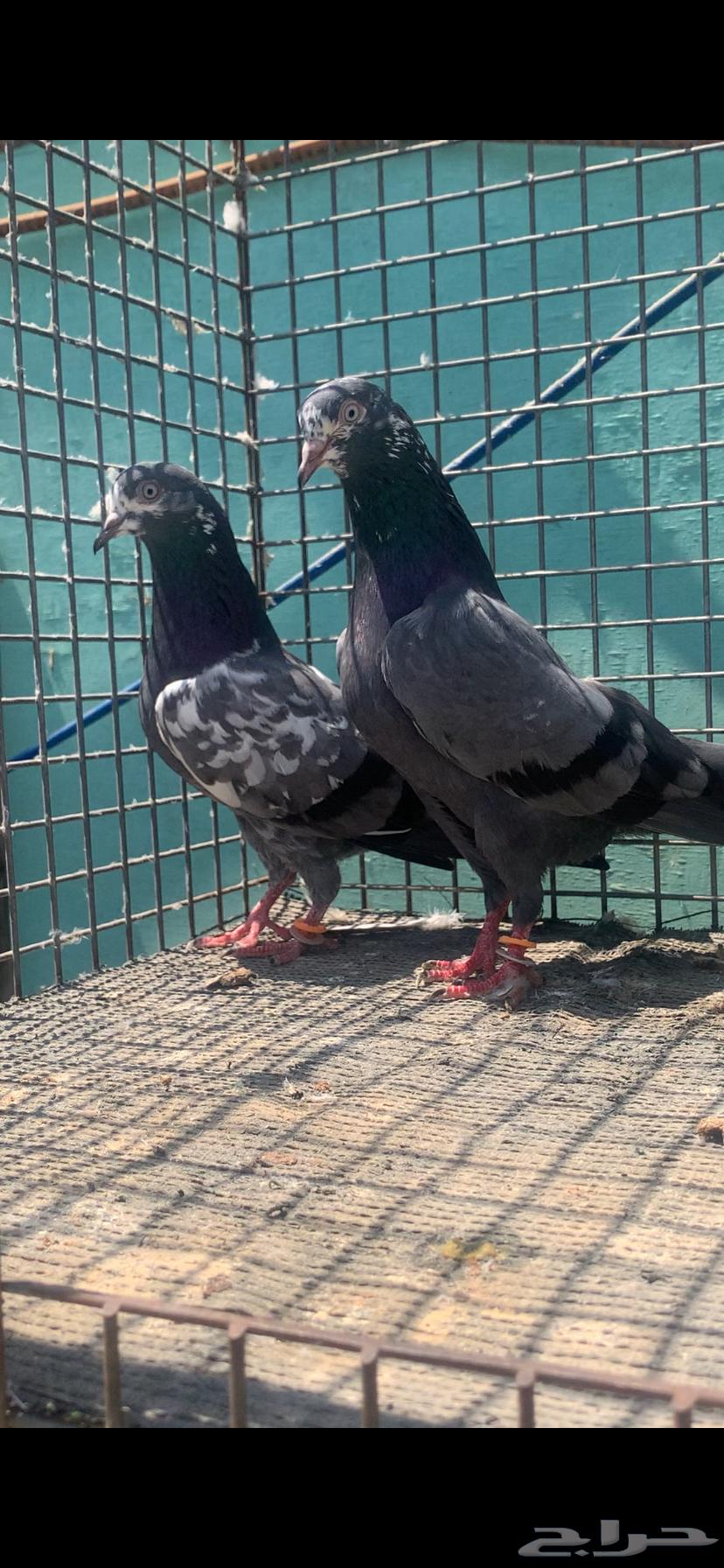 للبيع حمام تيدي شينا64609548326657110