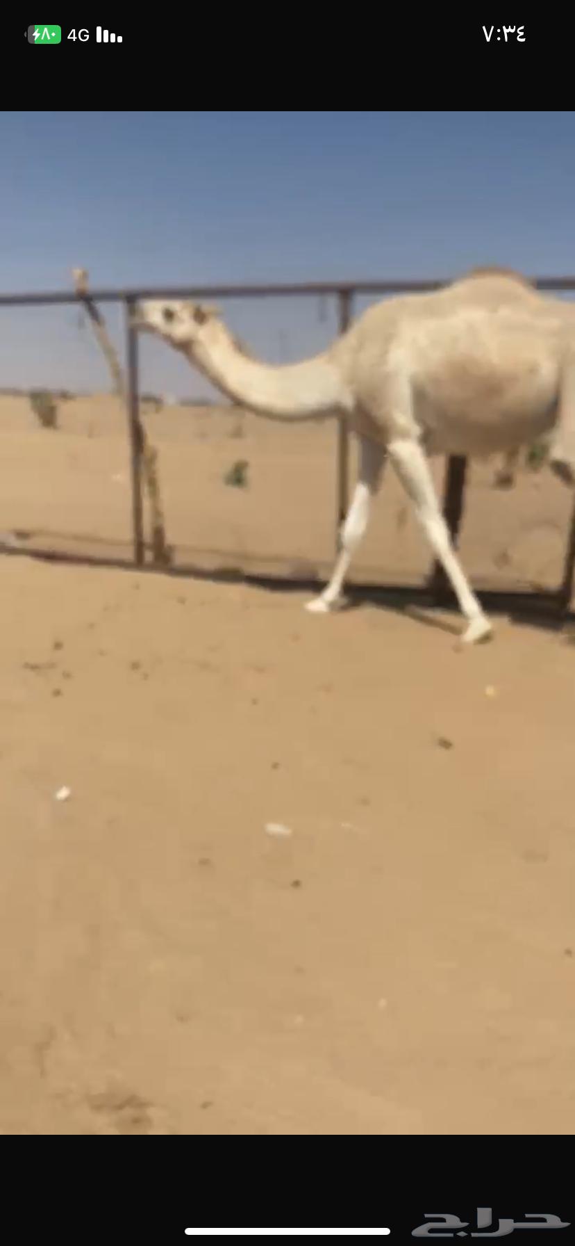 بكر اجذعه مبيوع ولدها مشروطه من كل عذروب السوم 500064613888252417111