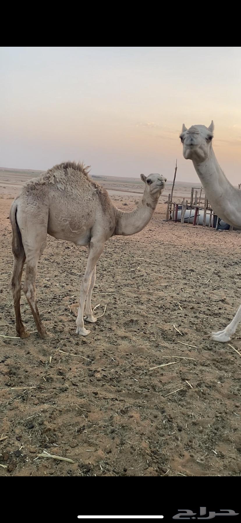 Purebred evening sitting, father is Az al-Jaysh al-Sambusi who did not come to the arena64615968215297110