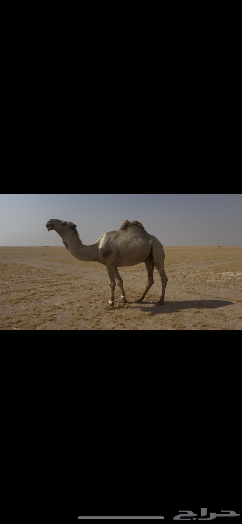 بعير منتج للبيع64609150839811110