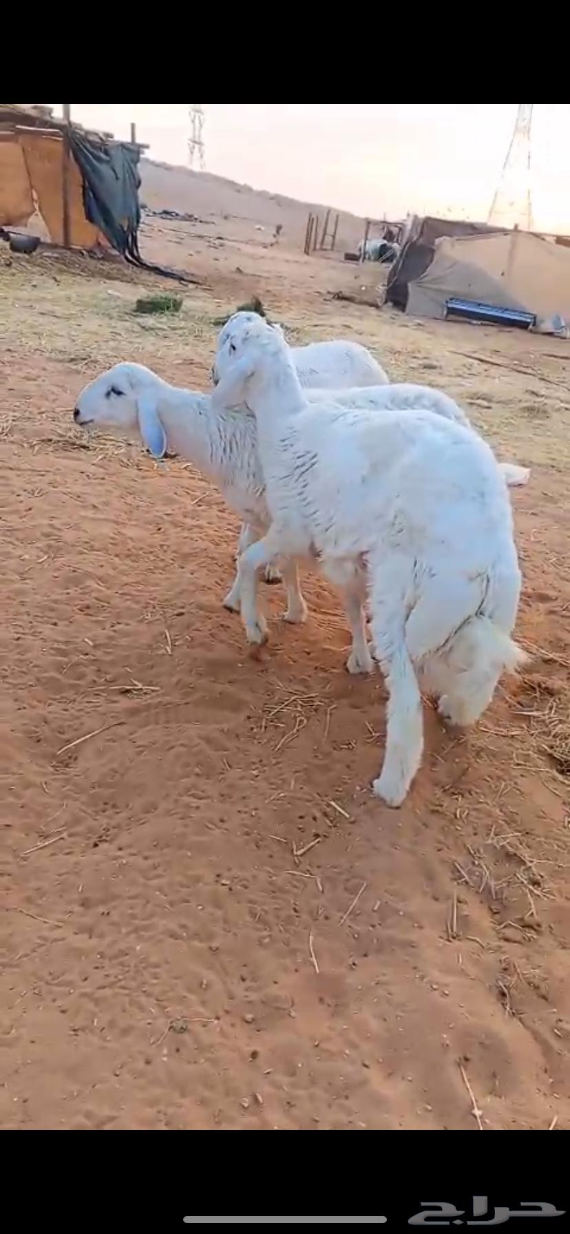 خرفان حريات 7 شهور فل الفل64612017192705111