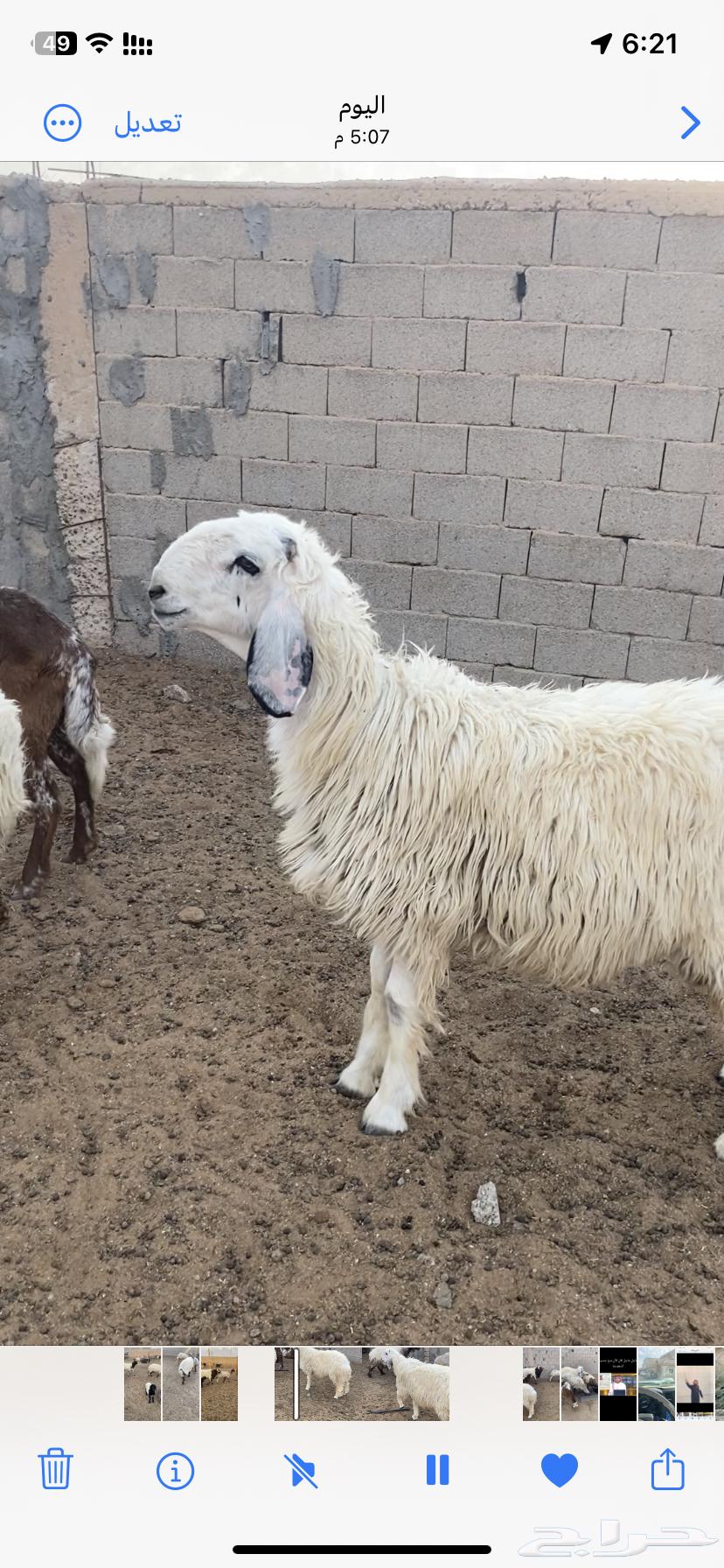 فحل جذع للبيع64612847206274111