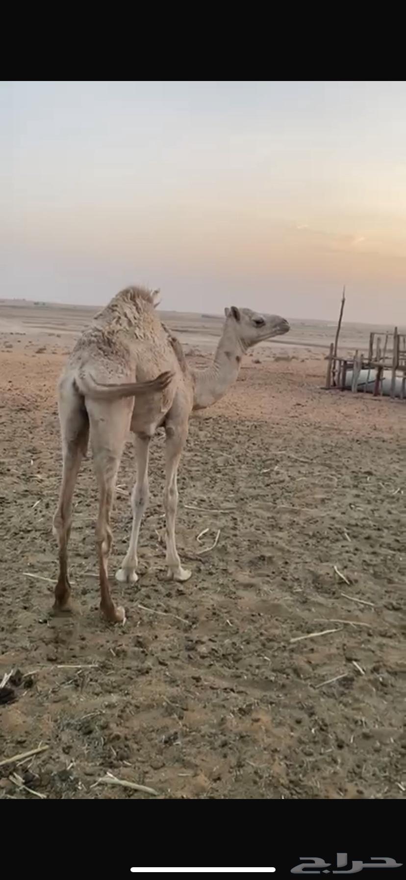 Purebred evening sitting, father is Az al-Jaysh al-Sambusi who did not come to the arena64615968215297112