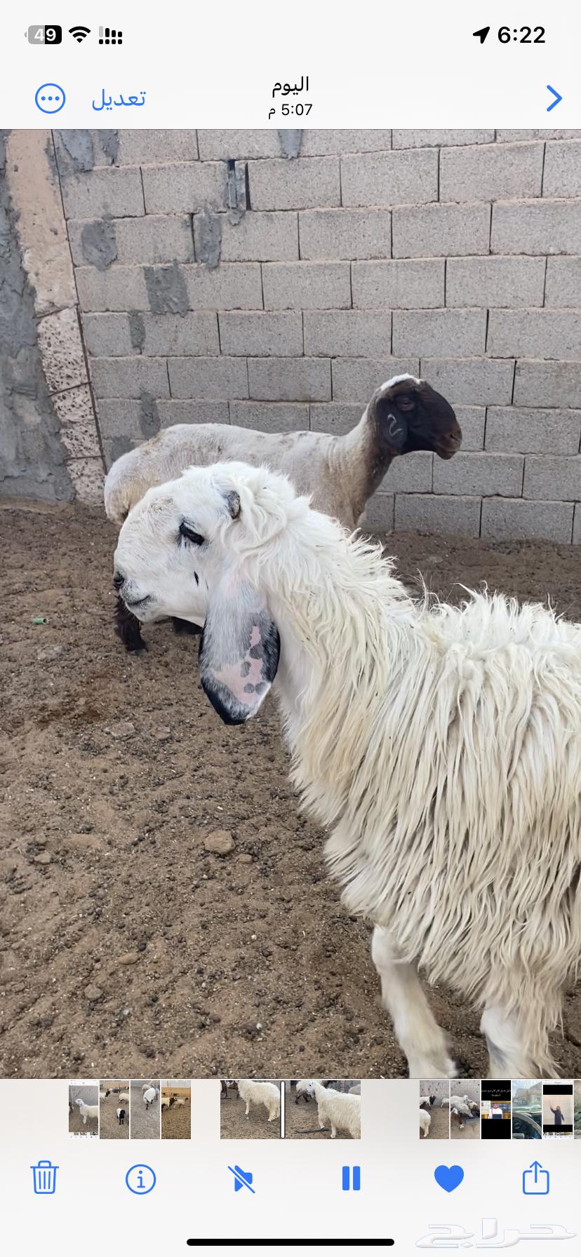 فحل جذع للبيع64612847206274110