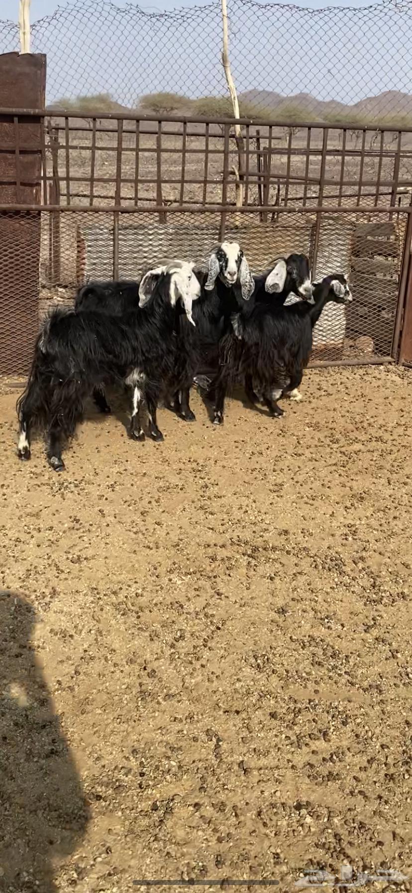 معزا للبيع64608682288642112