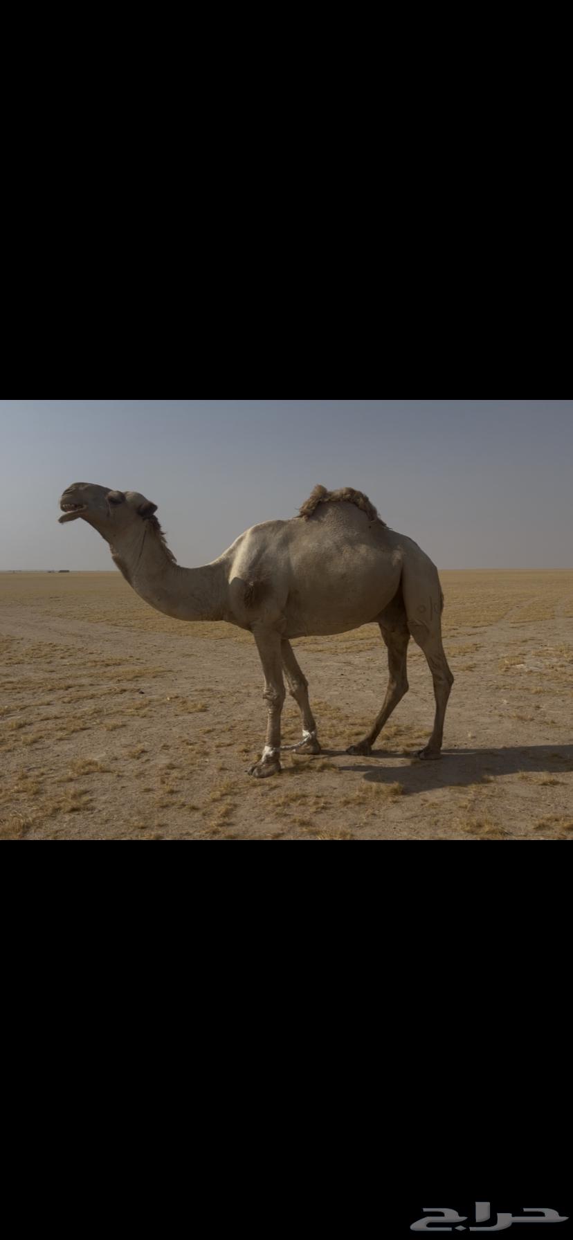 بعير منتج للبيع64609150839811111