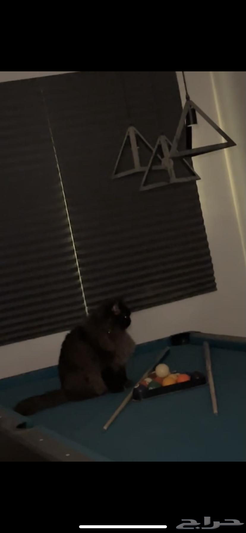 بلياردو كبيره وساعه على شك ل بلياردو64609760173315110