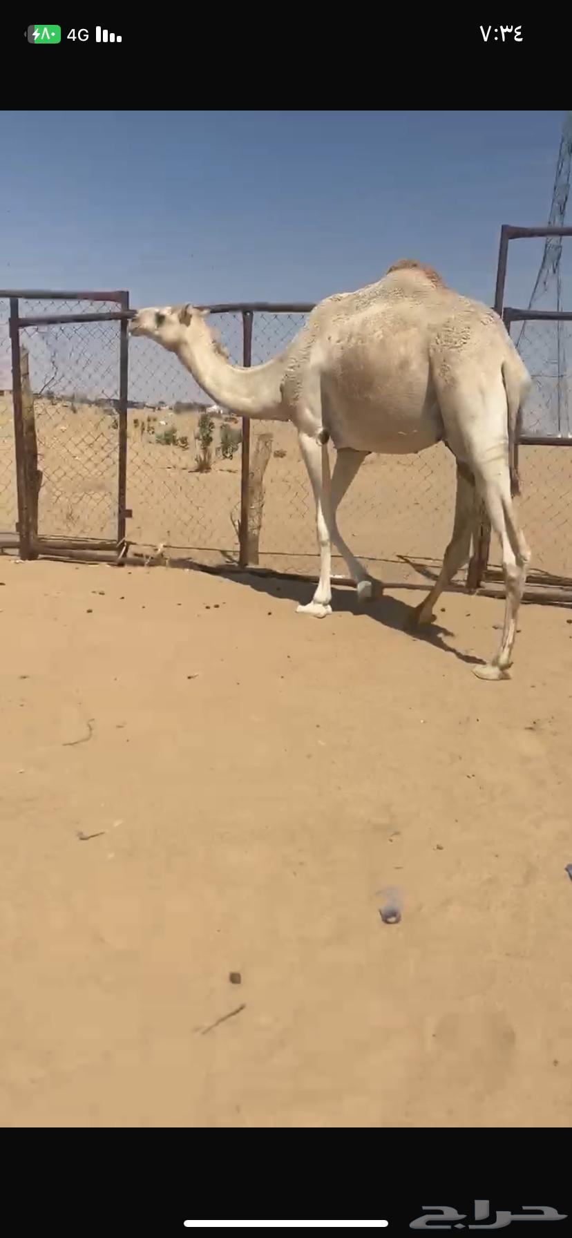 بكر اجذعه مبيوع ولدها مشروطه من كل عذروب السوم 500064613888252417112