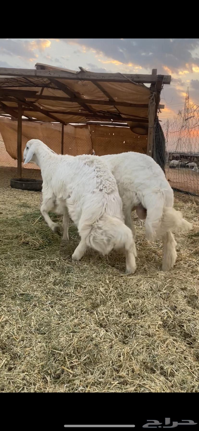 خرفان حريات 7 شهور فل الفل64612017192705113