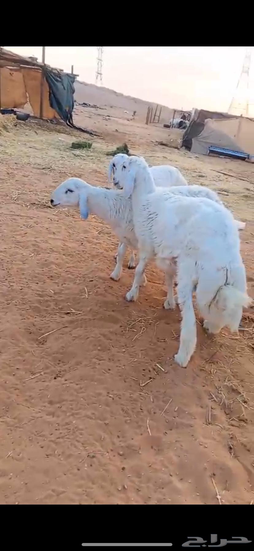 خرفان حريات 7 شهور فل الفل64612017192705110