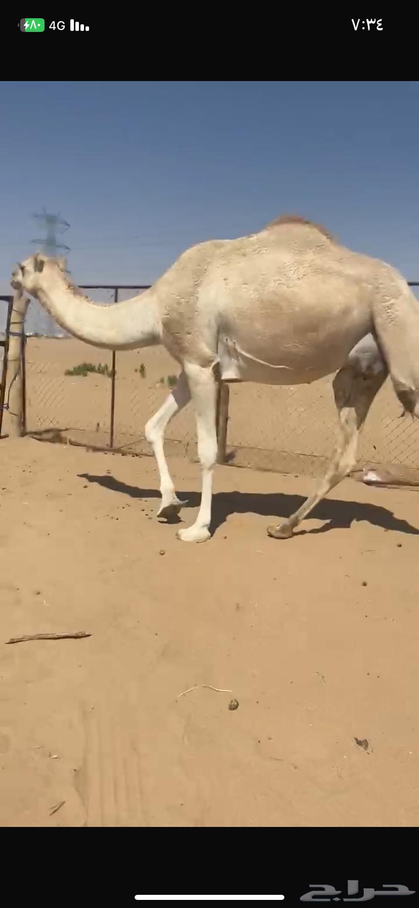 بكر اجذعه مبيوع ولدها مشروطه من كل عذروب السوم 500064613888252417110