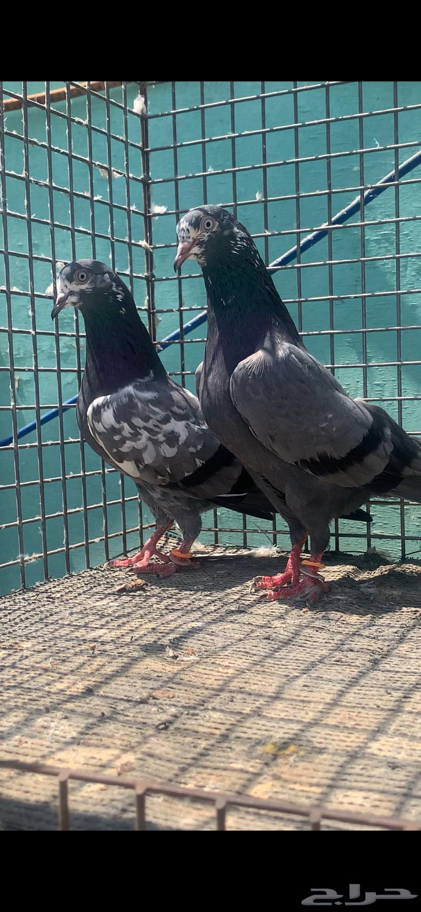 للبيع حمام تيدي شينا64609548326657113