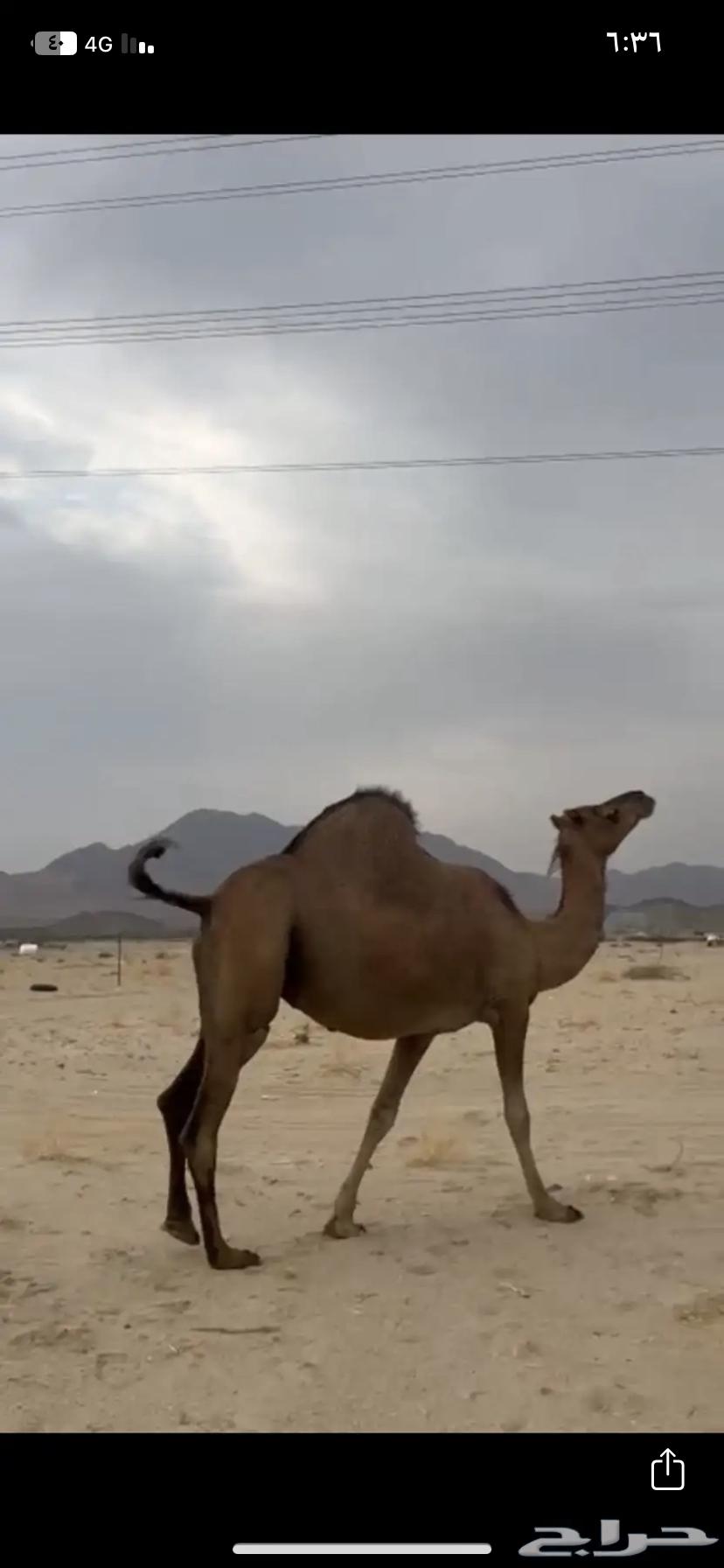 For sale: red coastal Dahma she-camel (sold outside the site)64613202826114110