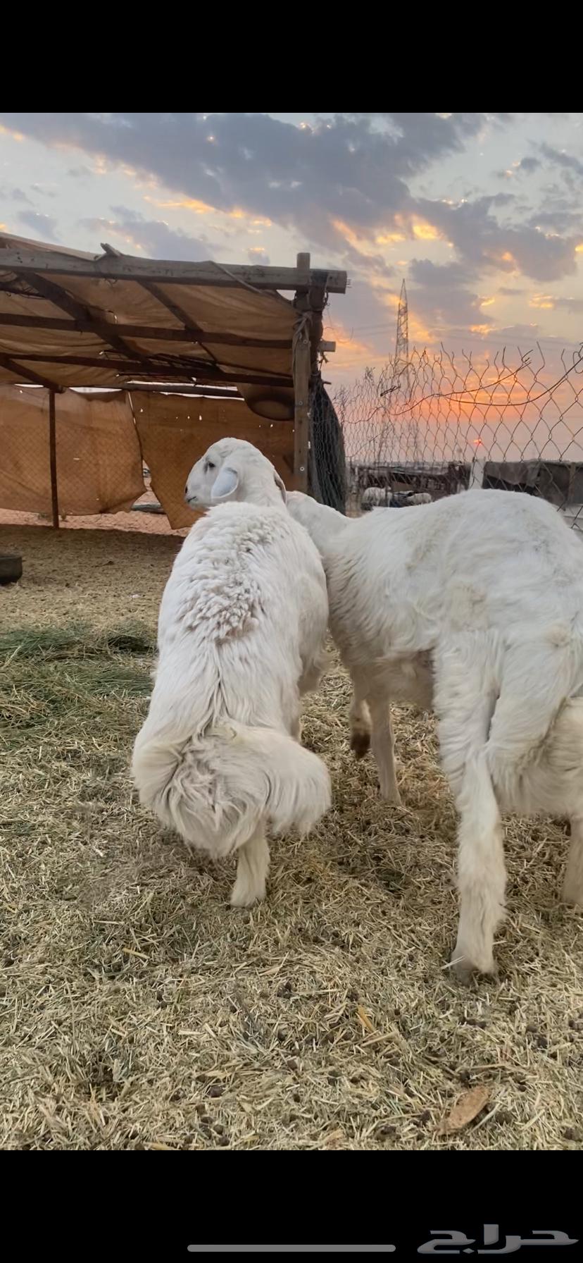 خرفان حريات 7 شهور فل الفل64612017192705112