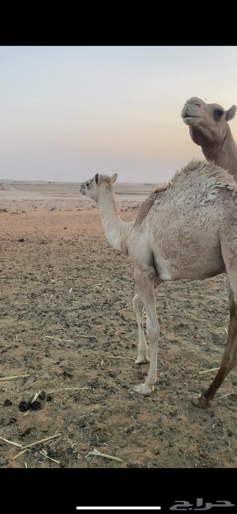 Purebred evening sitting, father is Az al-Jaysh al-Sambusi who did not come to the arena64615968215297111